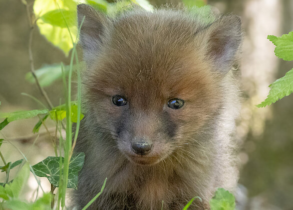 Fuchsfamilie im Napfgebiet 