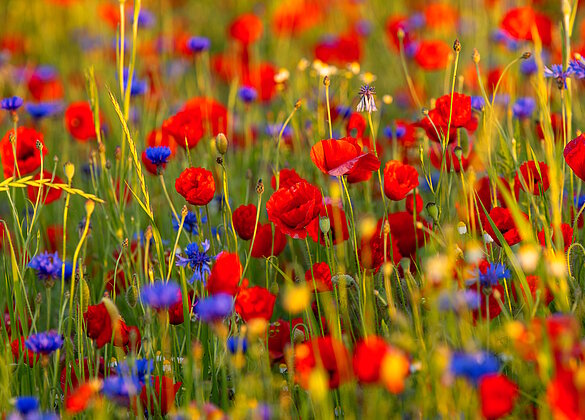 Mohnblumenzauber im Wauwilermoos