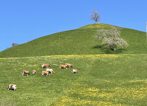 Frühlingsidylle im Luthertal
