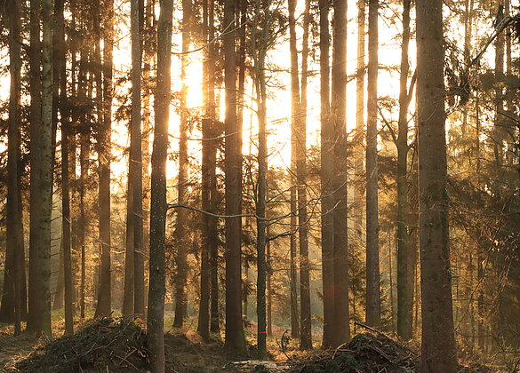 Durch die Morgensonne leuchtet der Wald goldig