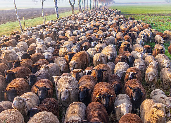 Landschaftspfleger vom Feinsten