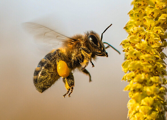 Bienen kleine Wunder der Natur