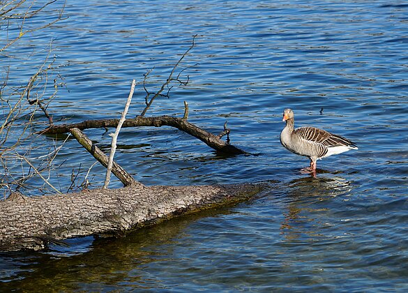 Geniesst den Frühling am Sempachersee