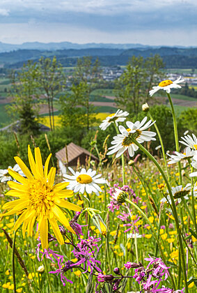 Paradiesische Blumenwiese!