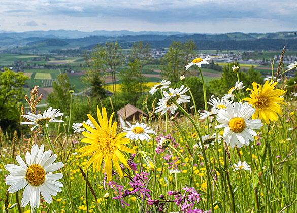 Paradiesische Blumenwiese!