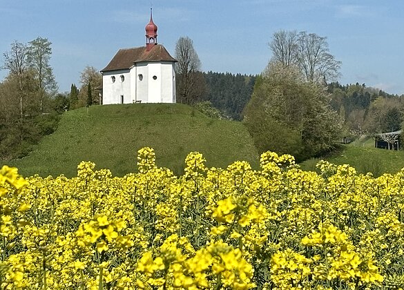 goldiges Rapsfeld mit Sicht zum Bläsi in Alberswil