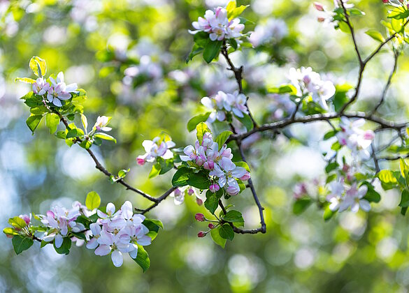 Wilde Apfelblüten im Naturlehrgebiet Ettiswil
