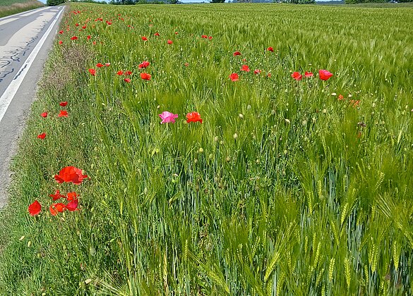 Farbtupfer im Gerstenfeld