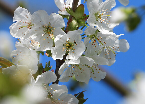 Kirschblütenzauber