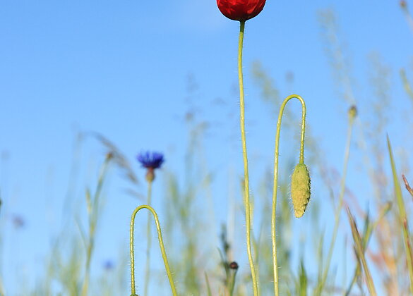 der Klatschmohn kündigt den Sommer an