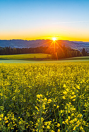 Wunderbarer Sonnenaufgang über dem Rapsfeld!
