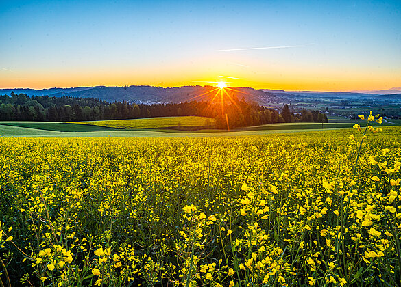 Wunderbarer Sonnenaufgang über dem Rapsfeld!