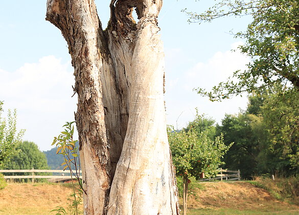Ist dies ein alter Baum oder eine Skulptur???
