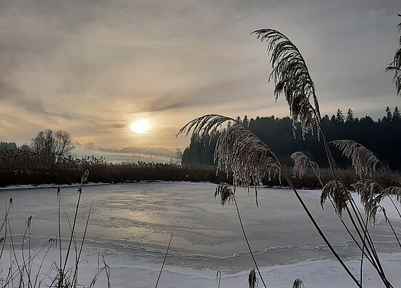 Kalter Wintermorgen im Ostergauer Moos