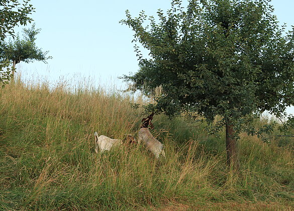 Das Gute hängt am Baum