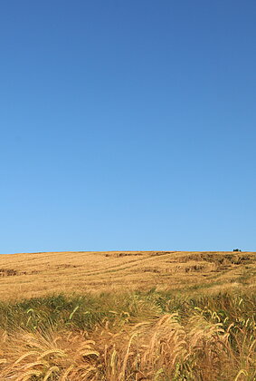 Die sonnige Wetterprognose hilft Reifung des Getreides