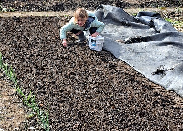 Klein Mara setzt Zwiebeln