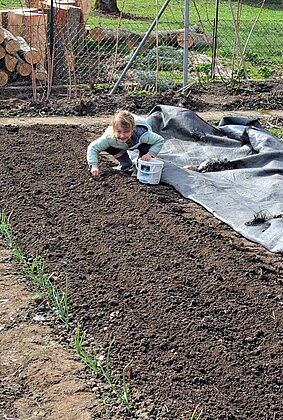 Klein Mara setzt Zwiebeln