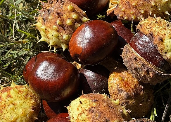 Herrliche Herbstzeit…Kastanien erfreuen uns immer wieder..