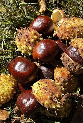 Herrliche Herbstzeit…Kastanien erfreuen uns immer wieder..