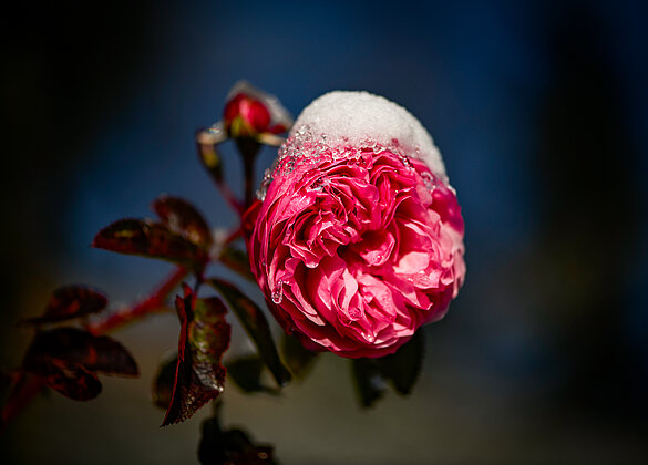 Rose im Schnee , Birbäumli auf 1200 müM