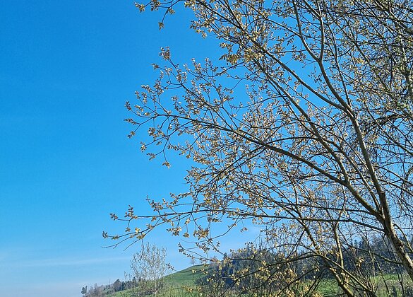 Spazieren am Wehr bei Gettnau