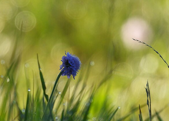 Herbstliche Morgenstimmung mit Witwenblume.