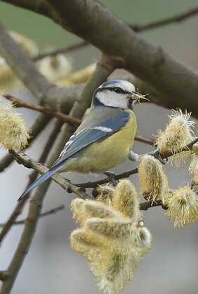 Eine Blaumeise beim Widechätzli naschen.