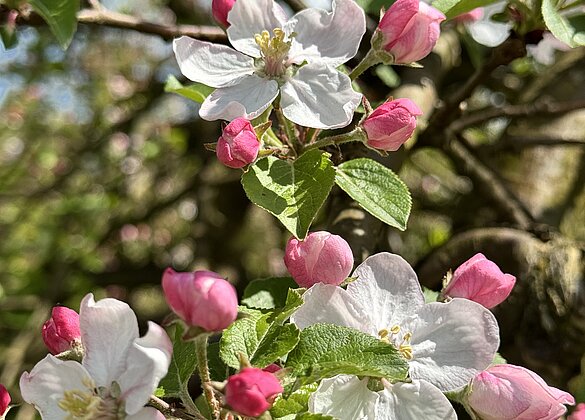 Herrliches Apfelblescht 