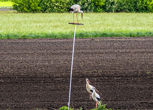 Gibt der Storch den Kollegen Anweisungen?