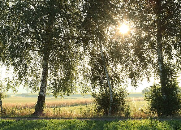 herrliche Morgenstimmung