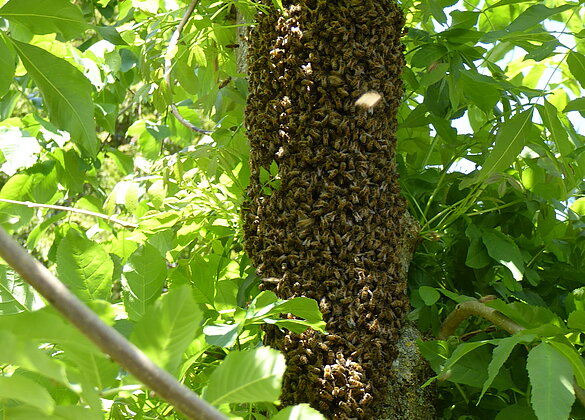 Bienenschwarm im Garten