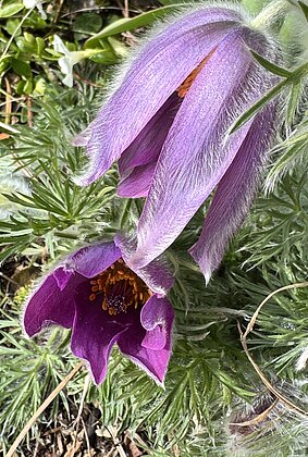 Küchen-Kuhschelle,ein flauschiger Frühlingsbote