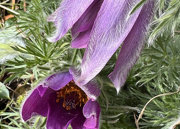Küchen-Kuhschelle,ein flauschiger Frühlingsbote