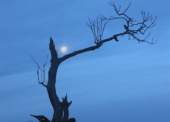 Der Mond über dem Lotharbaum