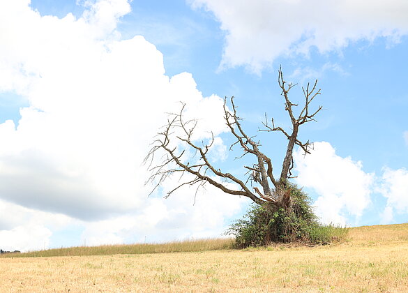 dürrer Baum- nicht erst seit diesem Sommer