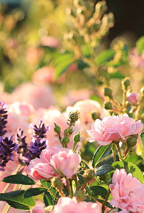 Märchenhafte Blütenrose