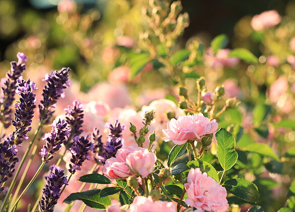 Märchenhafte Blütenrose