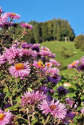 Herbstliche Blütenpracht in Dagmersellen.