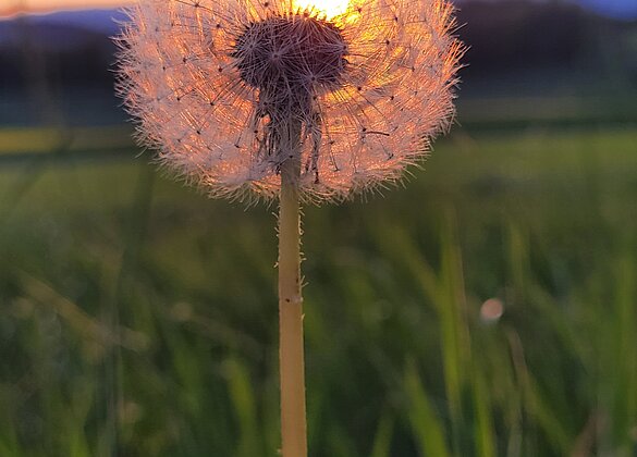 Dieser verblühte Löwenzahn leuchtet im Sonnenuntergang