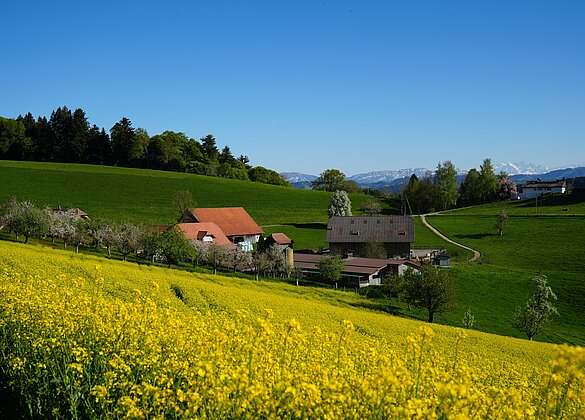 Blick über Rapsfeld auf Bründlen in Zell