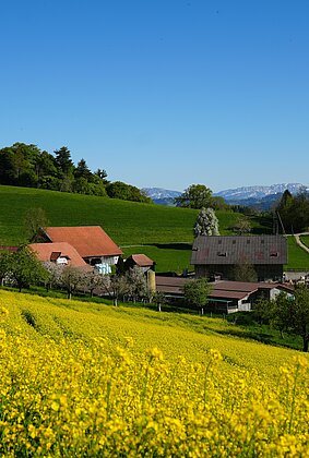 Blick über Rapsfeld auf Bründlen in Zell