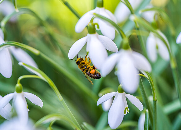 Die Bienen sammeln den wertvollen Pollen!