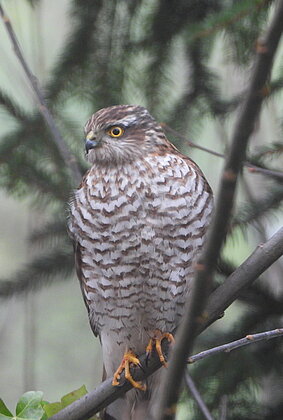 Ein hungriger Sperber auf der Lauer.