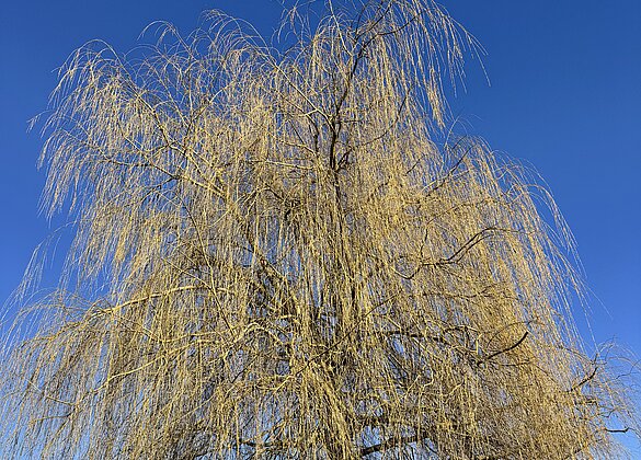 Trauerweide im herrlichen Frühlingswetter