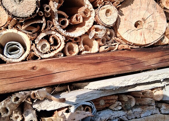 Die Hummelkönigin ist unterwegs