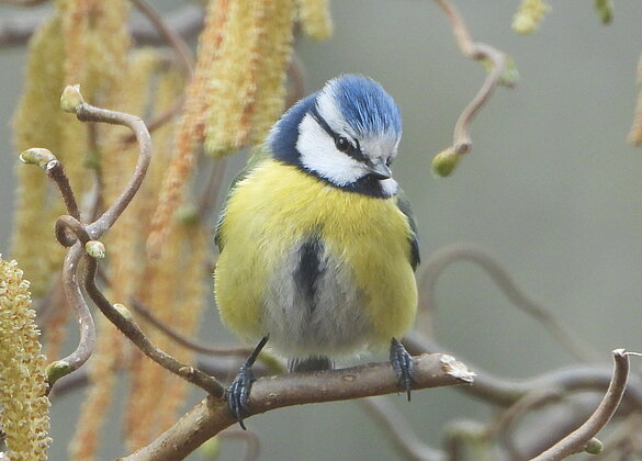 Eine hübsche Blaumeise unterwegs im Haselstrauch.