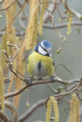 Eine hübsche Blaumeise unterwegs im Haselstrauch.