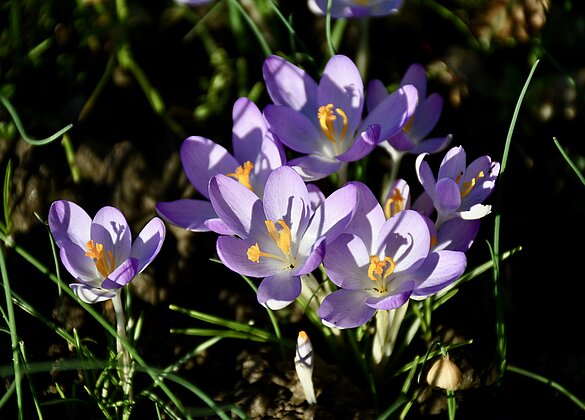 Elfen - Krokus in der Abendsonne mit Schattenefekte