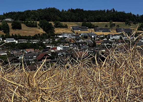 Reifer,goldener Raps,leider trockene Wiesen,Hintergrund